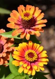 Zowie Yellow Flame Zinnia - Olbrich Botanical Gardens, Madison, WI - 2016-06-27