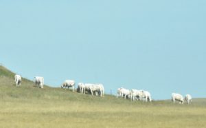 British White Cows off I-94, Western North Dakota - 2016-07-08