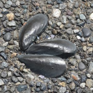 Bronze Clam Shells in Walkway at Port Plaza, Olympia, WA - 2016-07-21