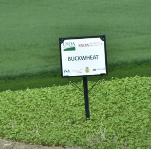CROP - Buckwheat