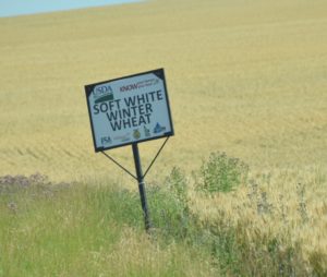 CROP - Soft White Winter Wheat