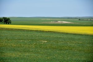 Canola Fields (b) off I-94, Western North Dakota - 2016-07-08