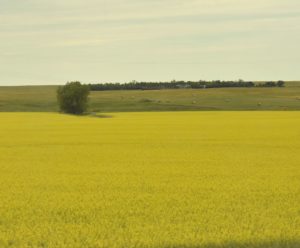 Canola, US-83, South-Central ND - 2016-07-06