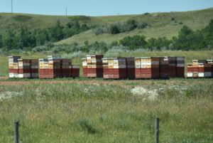 Colorful Beehives off I-94, Western North Dakota - 2016-07-08
