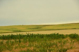 Corn, Hay and Canola, US-83, North of Pierre, SD - 2106-07-06