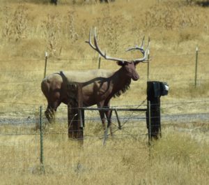 Elk Sculpture along US-95 Southwestern Idaho - 2106-07-15