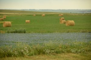 Flax and Hay, US-83, North of Pierre, Sd - 2106-07-06