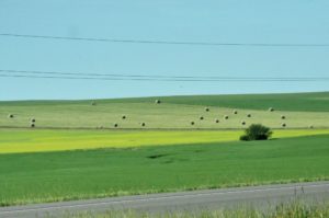 Hay and Canola Fields off I-94, Western North Dakota - 2016-07-08