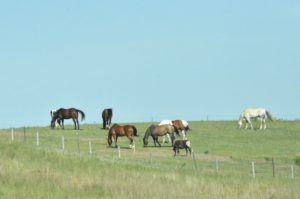 Horses off I-94, Western North Dakota - 2016-07-08