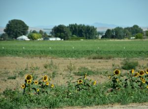 Landscape b - Sunflowers and Corn