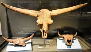 North Dakota Heritage Center (Evolution of Bisons), Bismark, ND - 2106-07-07