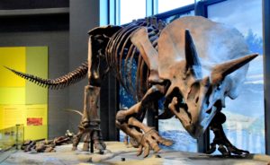 North Dakota Heritage Center (Triceratops Skeleton), Bismark, ND - 2106-07-07