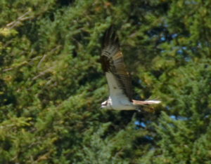 Osprey (i), Columbia River near Cascade Locks, OR - 2016-07-24