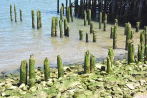 Pilings on Waterfront - Astoria, OR - 2016-07-26