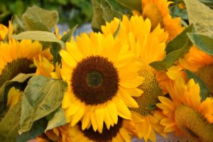 Sun Flower at the Farmer's Market, Olympia, WA - 2016-07-21