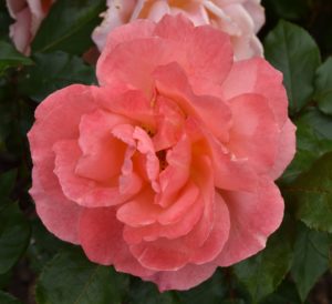 Tropicana Rose (b) - Fort Stevens, Hammon, OR - 2016-07-27