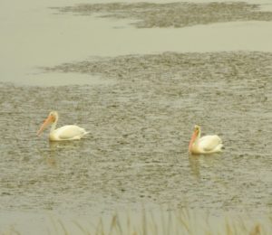 White Pelicans, US-83, South-Central ND - 2016-07-06