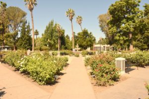 California State Capitol (World Peace Rose Garden), Sacramento, CA - 2016-08-05