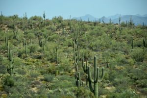 Saguaro Cactus Forest (a), US-87 North of Mesa, AZ - 2016-08-20