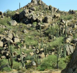 Saguaro Cactus Forest (b), US-87 North of Mesa, AZ - 2016-08-20