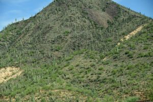 Saguaro Cactus Forest (d), US-87 North of Mesa, AZ - 2016-08-20